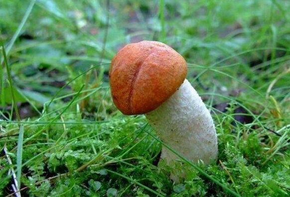 the fungus symbolizes the enlarged head of the penis